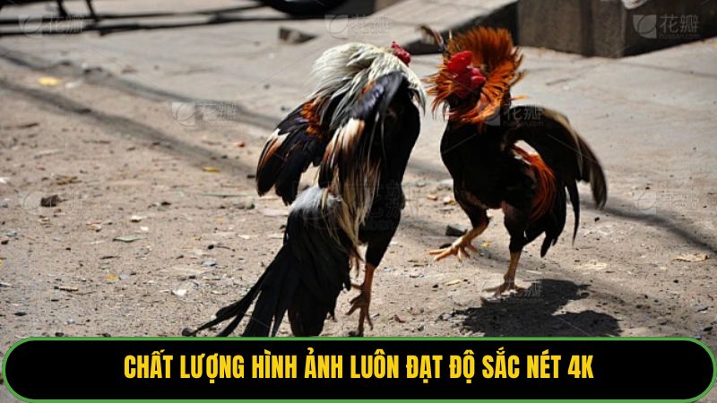 Chất lượng hình ảnh luôn đạt độ sắc nét 4K