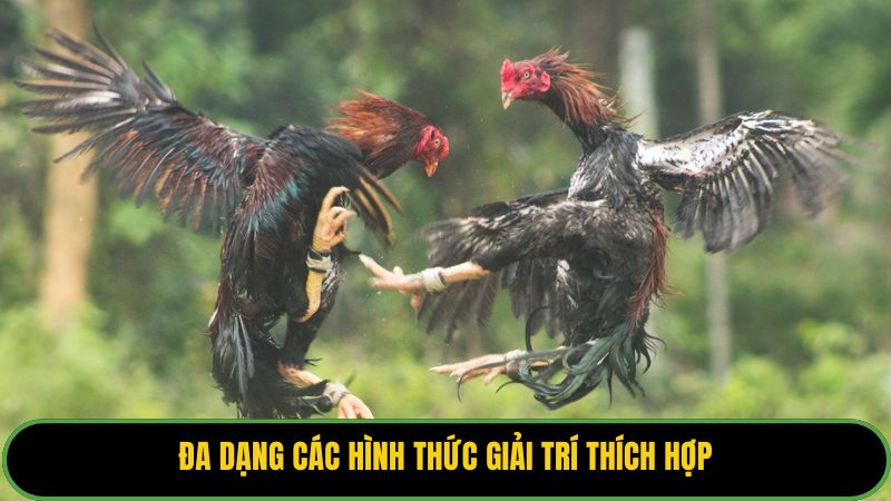 Đa dạng các hình thức giải trí thích hợp