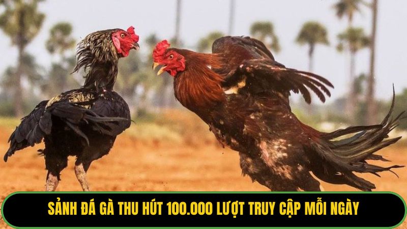 Sảnh đá gà thu hút 100.000 lượt truy cập mỗi ngày
